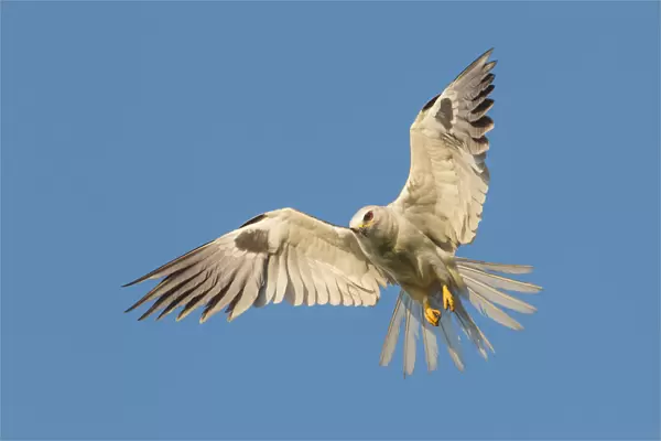 White-tailed Kite, Elanus leucurus