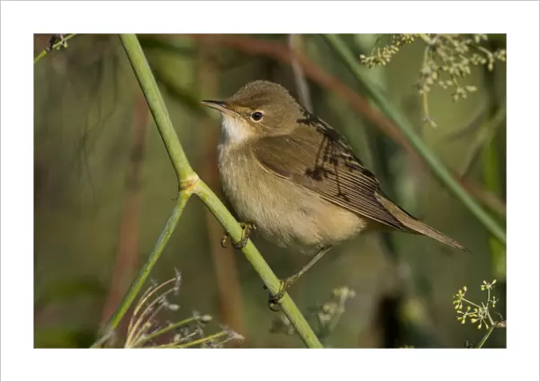 Reed Warbler perched on a twig, Italy