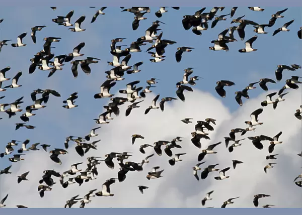 Large group of Northern Lapwings in flight, Vanellus vanellus