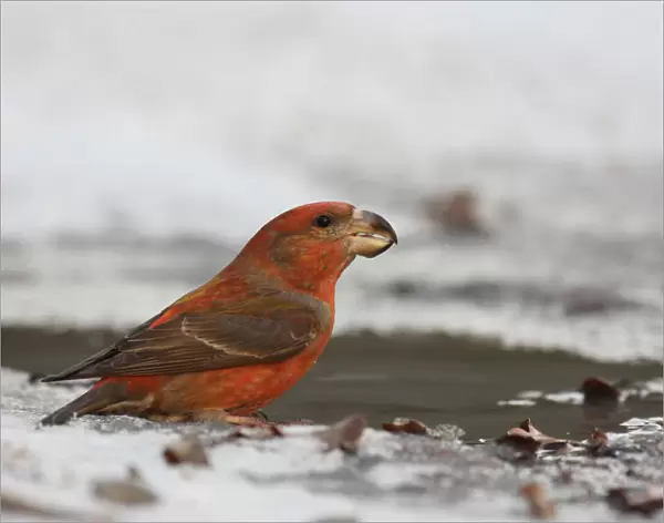 Parrot Crossbill drinking, Loxia pytyopsittacus
