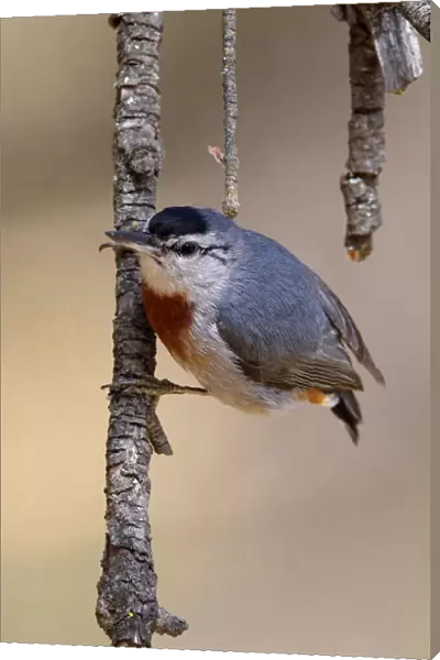 Kr'╝pers Nuthatch perched