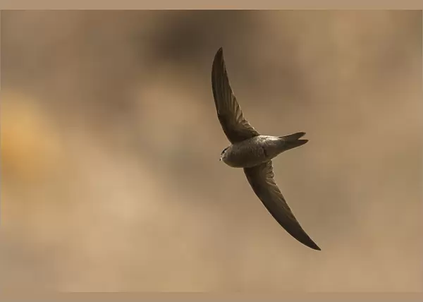 Cape Verde Swift, Apus alexandri, Capo Verde