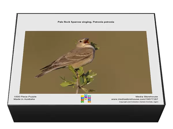 Pale Rock Sparrow singing, Petronia petronia