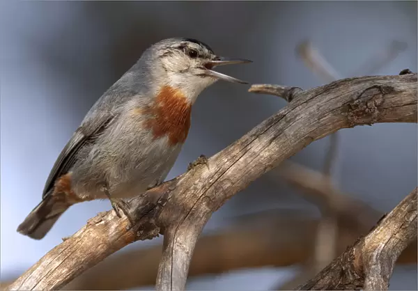 Kr'╝pers Nuthatch singing