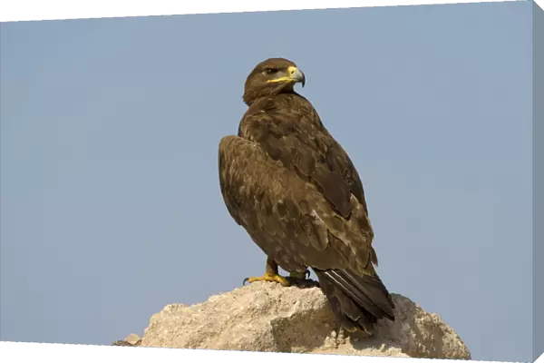 Adult Steppe Eagle perched, Aquila nipalensis, Oman
