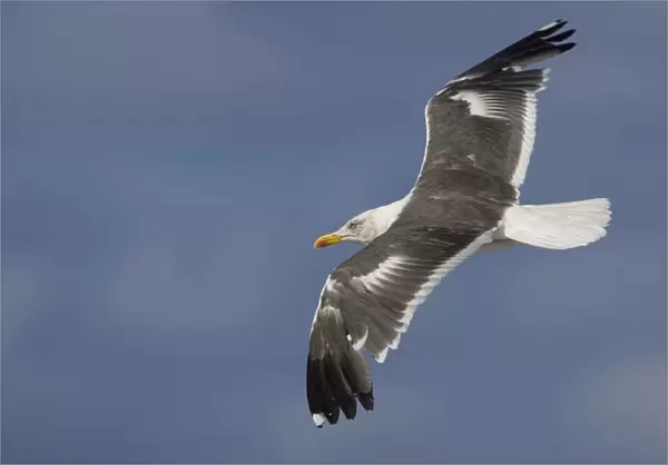 Lesser Black-backed Gull adult flying, Larus fuscus, Azores