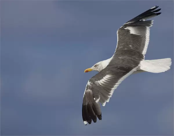 Lesser Black-backed Gull adult flying, Larus fuscus, Azores