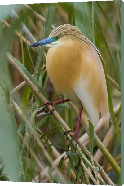 Squacco Heron perched on branch, Ardeola ralloides, Egypt