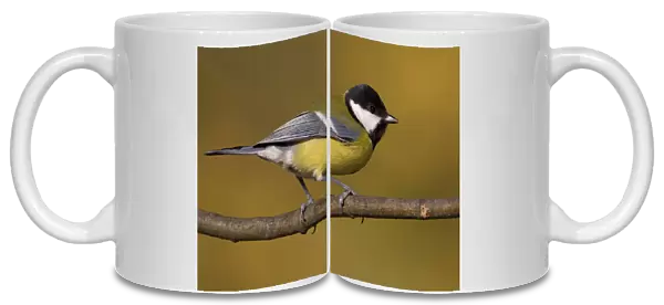 Great Tit perched on a branch, Parus major, Italy