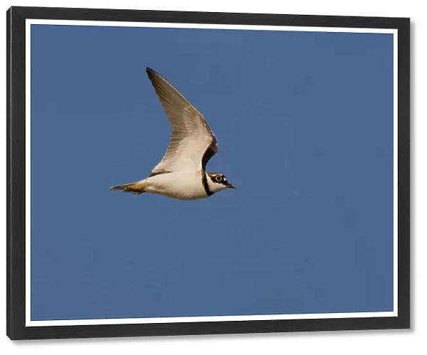Little Ringed Plover adult flying, Charadrius dubius