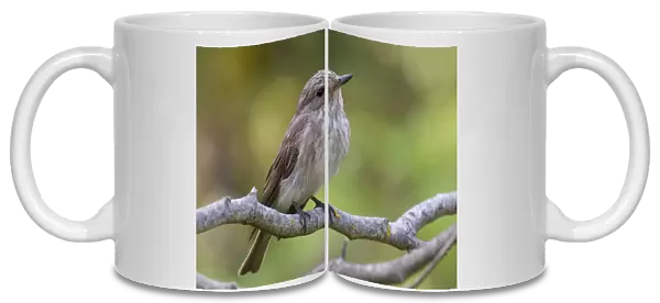 Spotted Flycatcher perched on a branch, Muscicapa striata, Italy