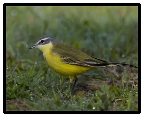Yellow Wagtail, Italy