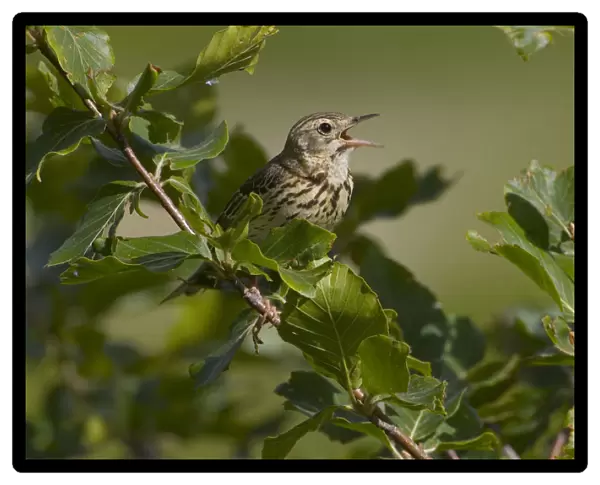 Tree Pipit singing, Anthus trivialis