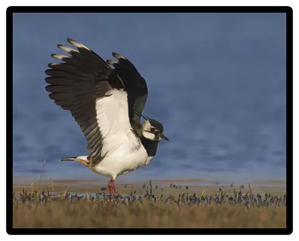 Northern Lapwing in wet grass, Vanellus vanellus, Italy