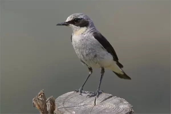 Northern Wheatear male standing on pole, Oenanthe oenanthe