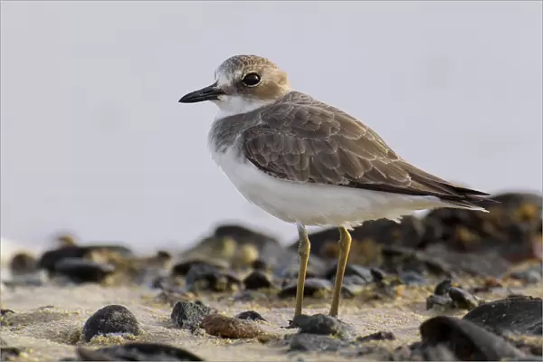 Greater Sand Plover in first winter plumage, Charadrius leschenaultii, Egypt