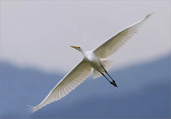 Great Egret in flight, Ardea alba, Italy