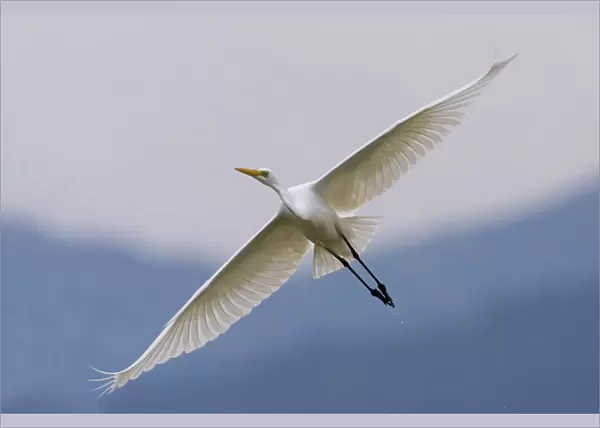 Great Egret in flight, Ardea alba, Italy