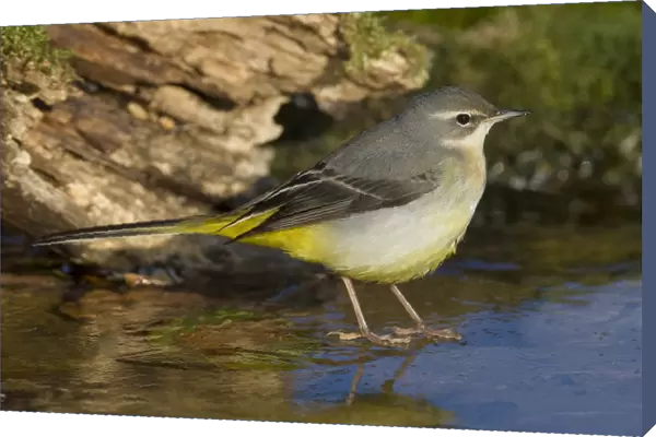 Grey Wagtail perched on ice, Motacilla cinerea, Italy
