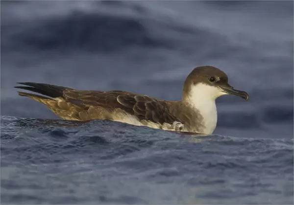 Swimming Great Shearwater, Ardenna gravis, Azores, Portugal