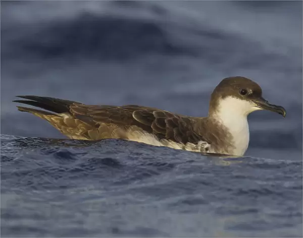 Swimming Great Shearwater, Ardenna gravis, Azores, Portugal