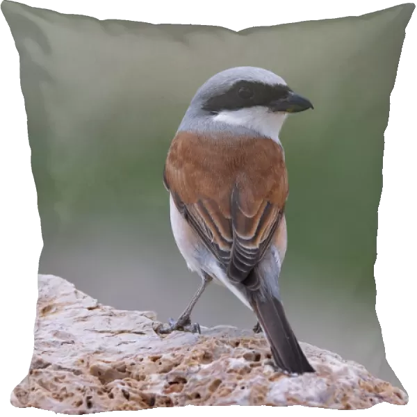 Red-backed Shrike male perched on rock, Lanius collurio