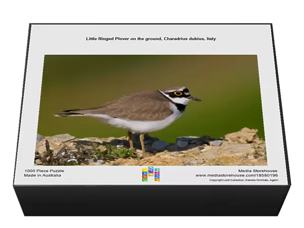 Little Ringed Plover on the ground, Charadrius dubius, Italy