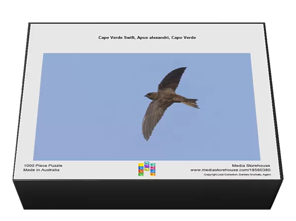 Cape Verde Swift, Apus alexandri, Capo Verde