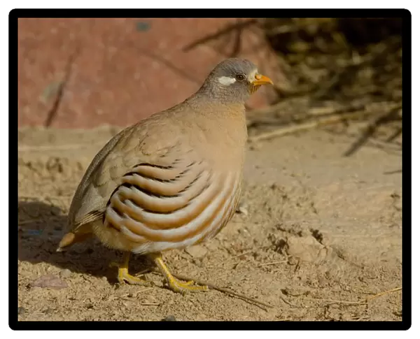 Male Sand Partridge, Ammoperdix heyi, Israel