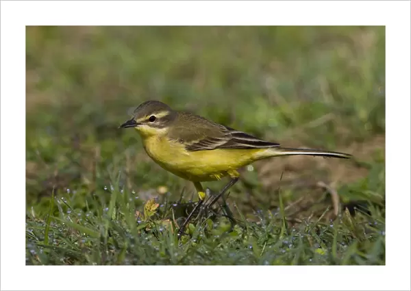 Yellow Wagtail, Italy