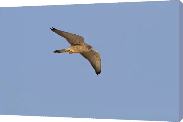 Lesser Kestrel adult male flying, Falco naumanni
