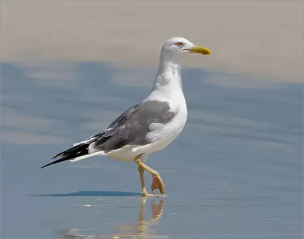 Heuglin's Gull on the beach, Oman