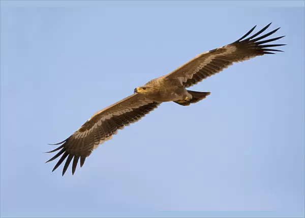 Steppe Eagle in flight, Aquila nipalensis, Oman