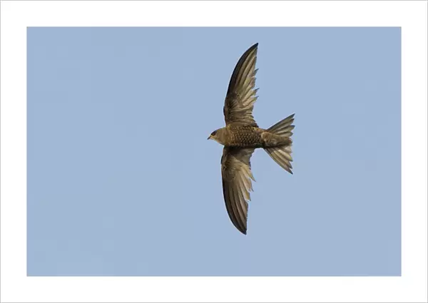 Pallid Swift flying, Apus pallidus