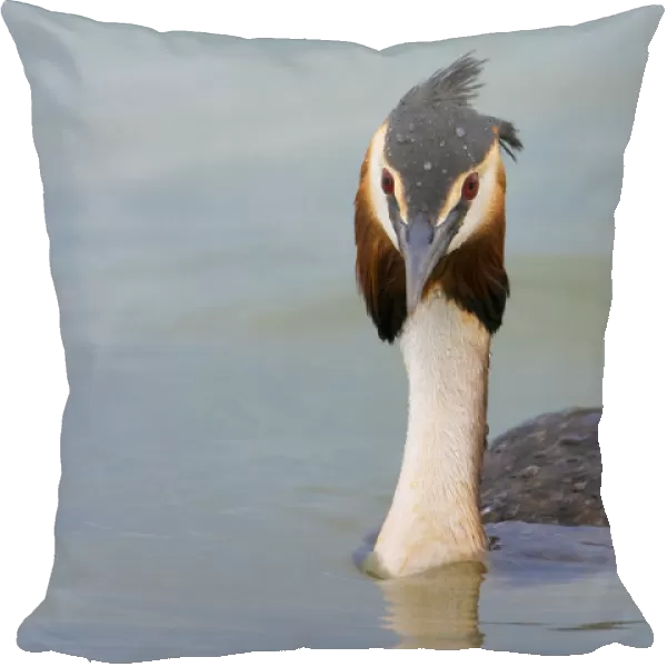Adult Great Crested Grebe in summer plumage, Podiceps cristatus, Italy