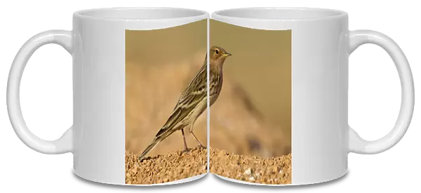 Adult Red-Throated Pipit, Egypt