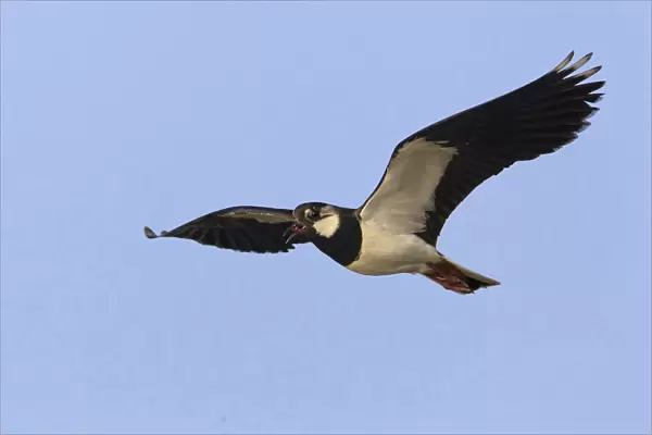 Northern Lapwing in flight, Vanellus vanellus, Turkey