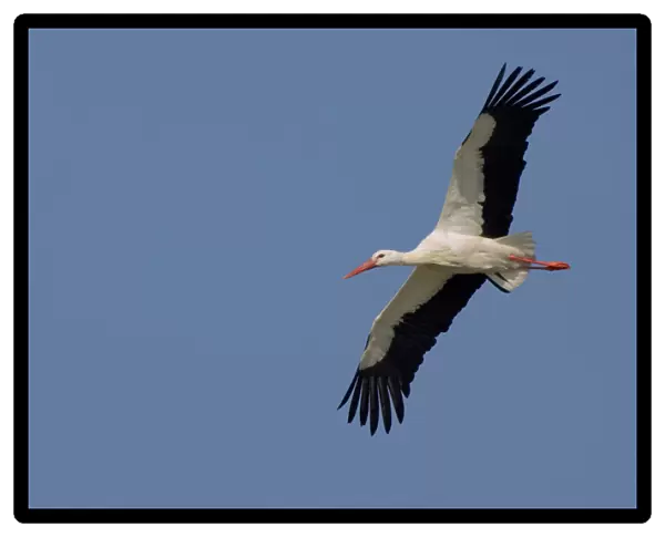White Stork flying, Ciconia ciconia