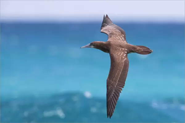 Brown Booby in flight, Sula leucogaster, Capo Verde