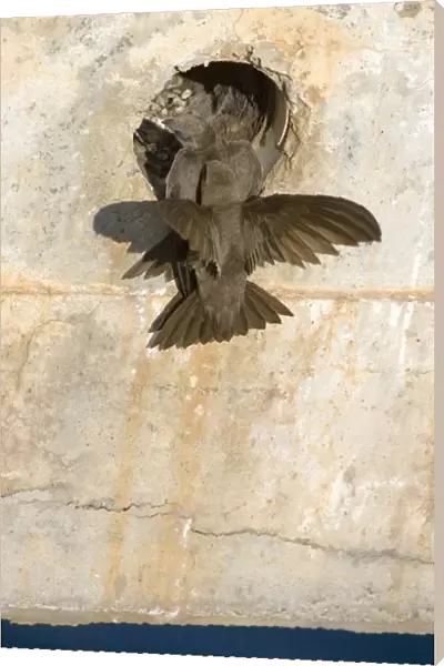 Pallid Swift perched at nest entrance, Apus pallidus