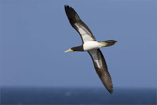 Brown Booby in flight, Sula leucogaster, Capo Verde