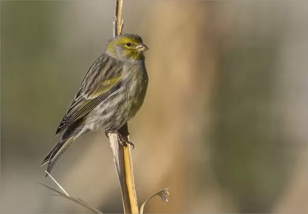 Canary, Portugal