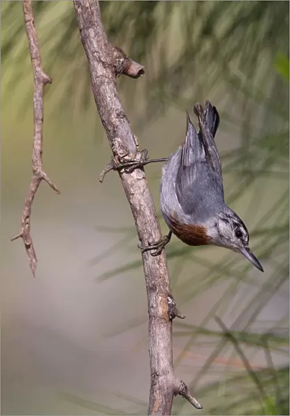 Kr'╝pers Nuthatch perched