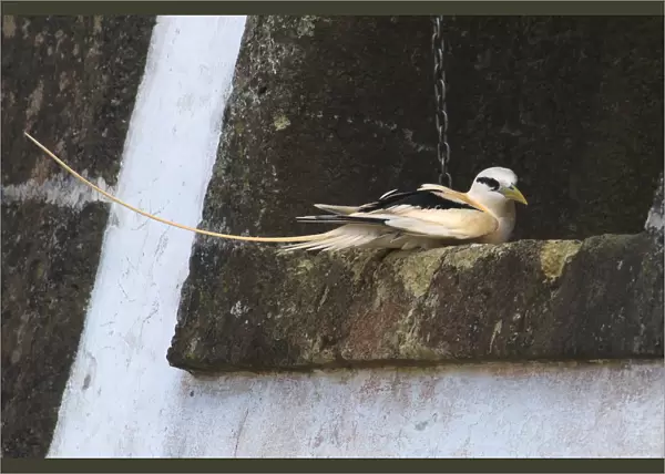 Vagrant White-tailed Tropicbird on the Azores resting in church tower, Phaethon lepturus, Azores, Portugal