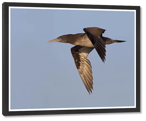 Juvenile Northern Gannet in flight, Morus bassanus, Italy