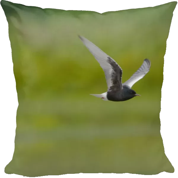White-winged Black Tern adult flying, Chlidonias niger