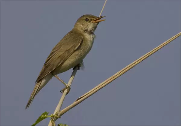 Singing Eurasian Reed Warbler in reed, Acrocephalus scirpaceus