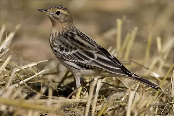Anthus cervinus, Red-throated Pipit