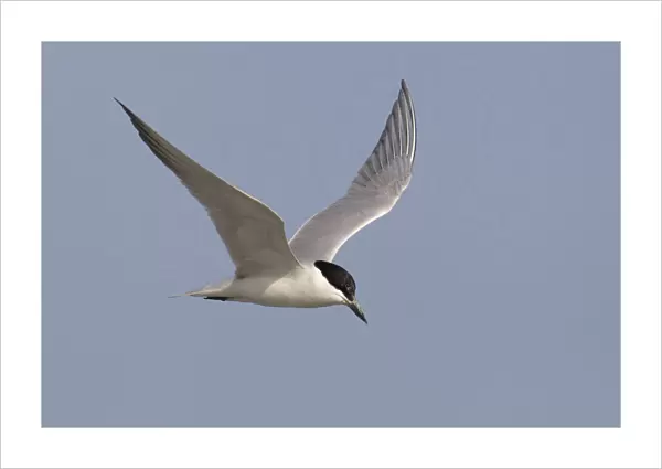 Gull-billed Tern adult flying, Gelochelidon nilotica, Kuwait