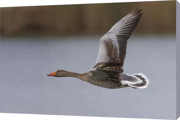 Greylag Goose, Anser anser, Italy